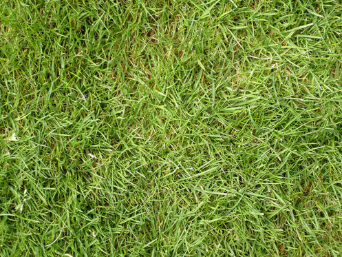 grass-texture-1