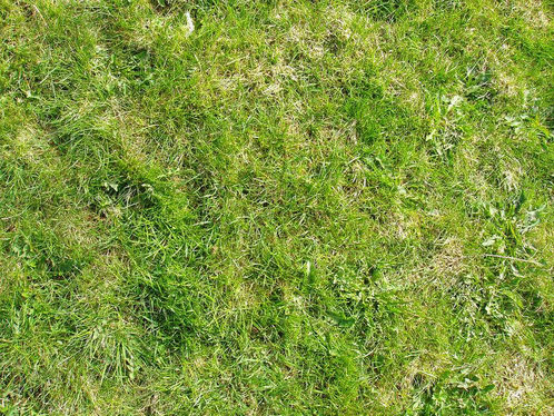 grass-texture-3