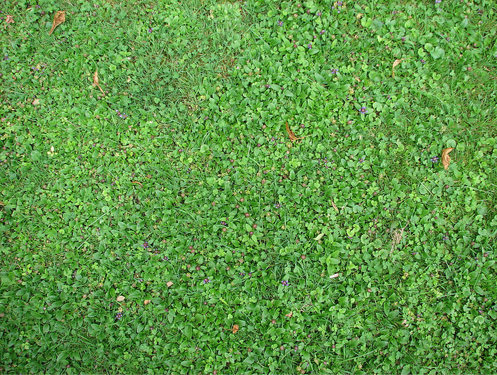 grass-texture-5